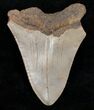 Bargain Megalodon Tooth - North Carolina #13617-2